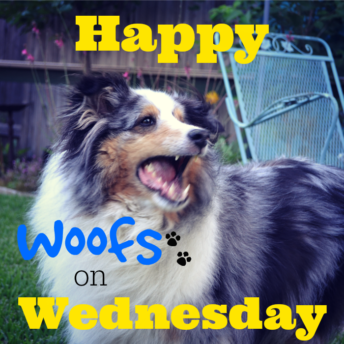woofs-on-wednesday-171993423.png