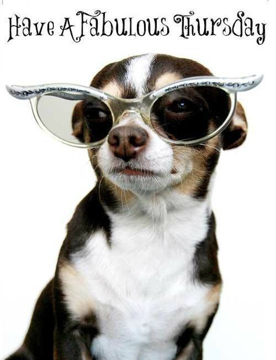 Dog-Thursday-Meme-2930888367.jpg