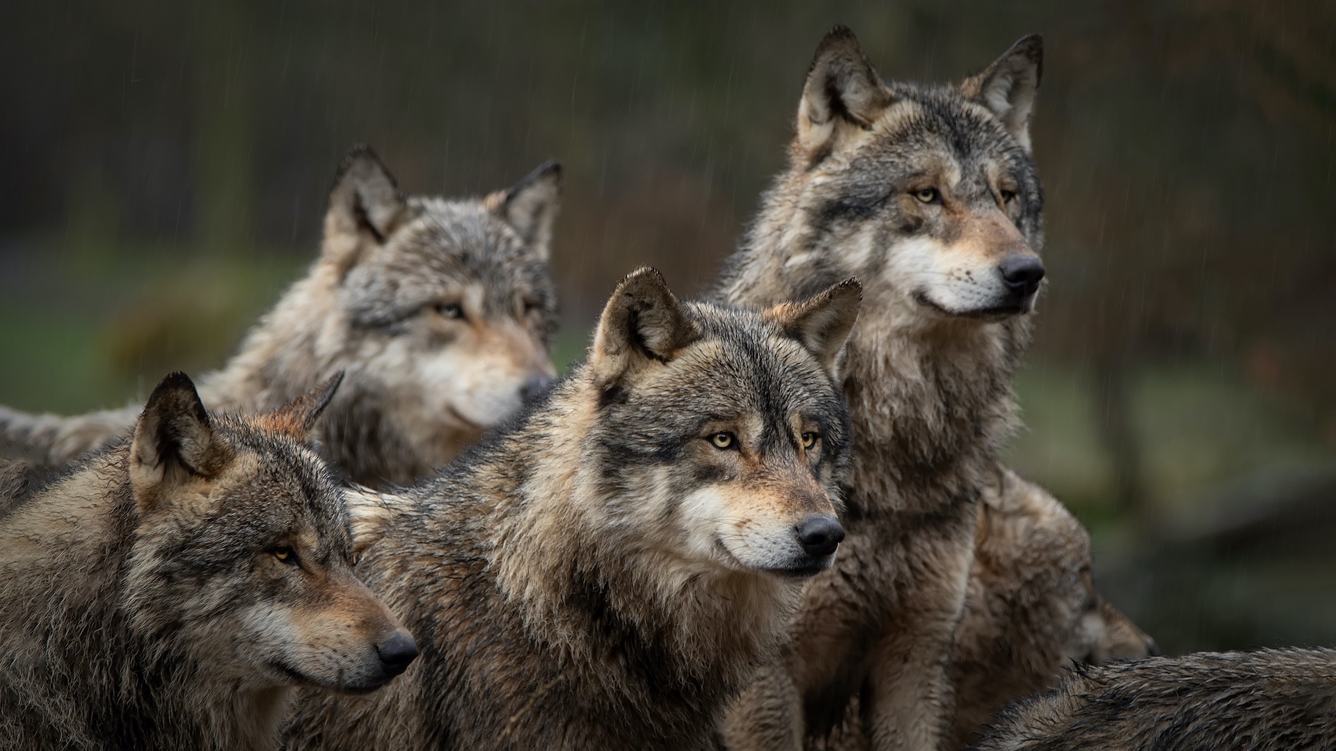 wolf-2--1162606024.jpg