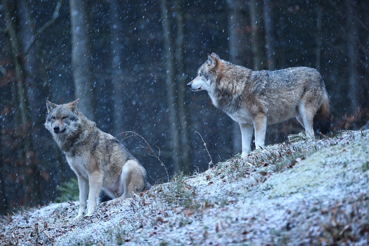 eurasischer-wolf-im-weissen-winterlebensraum-schoener-winterwald_475641-682.jpg