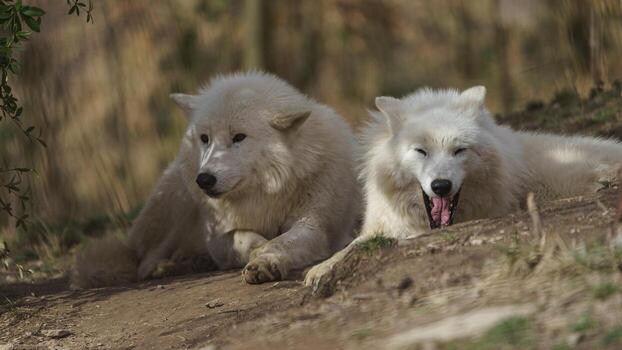 arctic-wolf-in-sunshine-free-photo.jpg